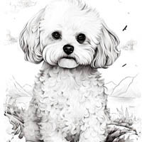 Bichon Frisé